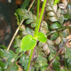 Stellaria flaccida