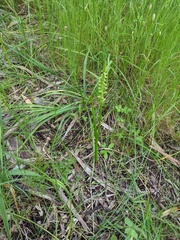 Microtis arenaria