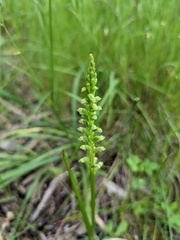 Microtis arenaria