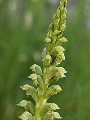Microtis arenaria