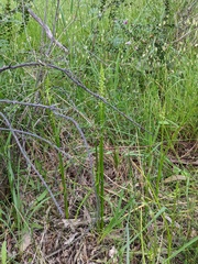Microtis arenaria