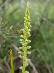 Microtis arenaria