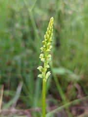 Microtis arenaria