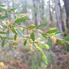 Acacia acinacea
