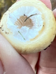 Lepiota magnispora