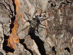 Cyrtopogon