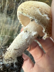 Lepiota magnispora