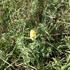 Linaria vulgaris