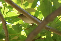 Phylloscopus collybita