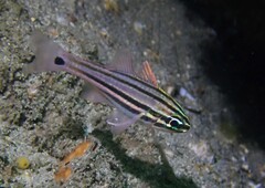 Ostorhinchus limenus