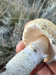 Lepiota magnispora