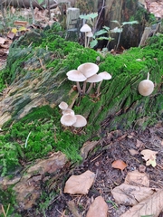 Mycena galericulata