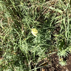Linaria vulgaris