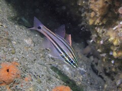 Ostorhinchus limenus