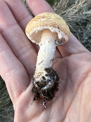 Lepiota magnispora