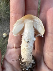 Lepiota magnispora