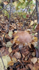 Leccinum scabrum
