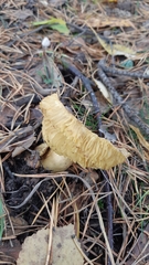 Tricholoma equestre
