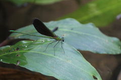 Neurobasis chinensis