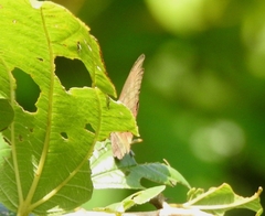 Surendra quercetorum