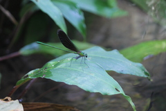 Neurobasis chinensis