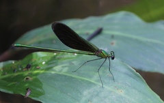 Neurobasis chinensis