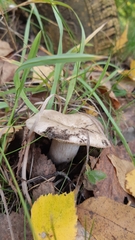 Infundibulicybe geotropa
