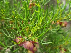 Dodonaea stenozyga