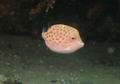 Anoplocapros inermis