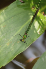 Neurobasis chinensis