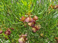 Dodonaea stenozyga