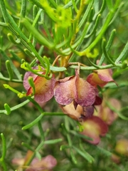 Dodonaea stenozyga