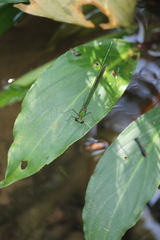 Neurobasis chinensis