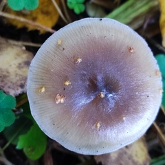 Rhodocollybia asema