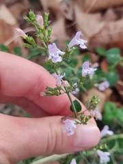 Clinopodium nepeta