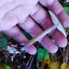 Rhodocollybia asema