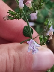 Clinopodium nepeta