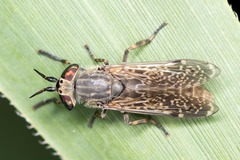 Haematopota pluvialis