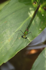 Neurobasis chinensis