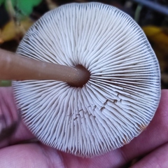 Rhodocollybia asema