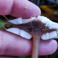 Rhodocollybia asema
