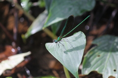 Neurobasis chinensis