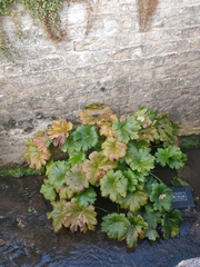 Darmera peltata