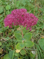 Hylotelephium maximum × spectabile