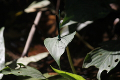 Neurobasis chinensis