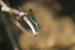 Neurobasis chinensis