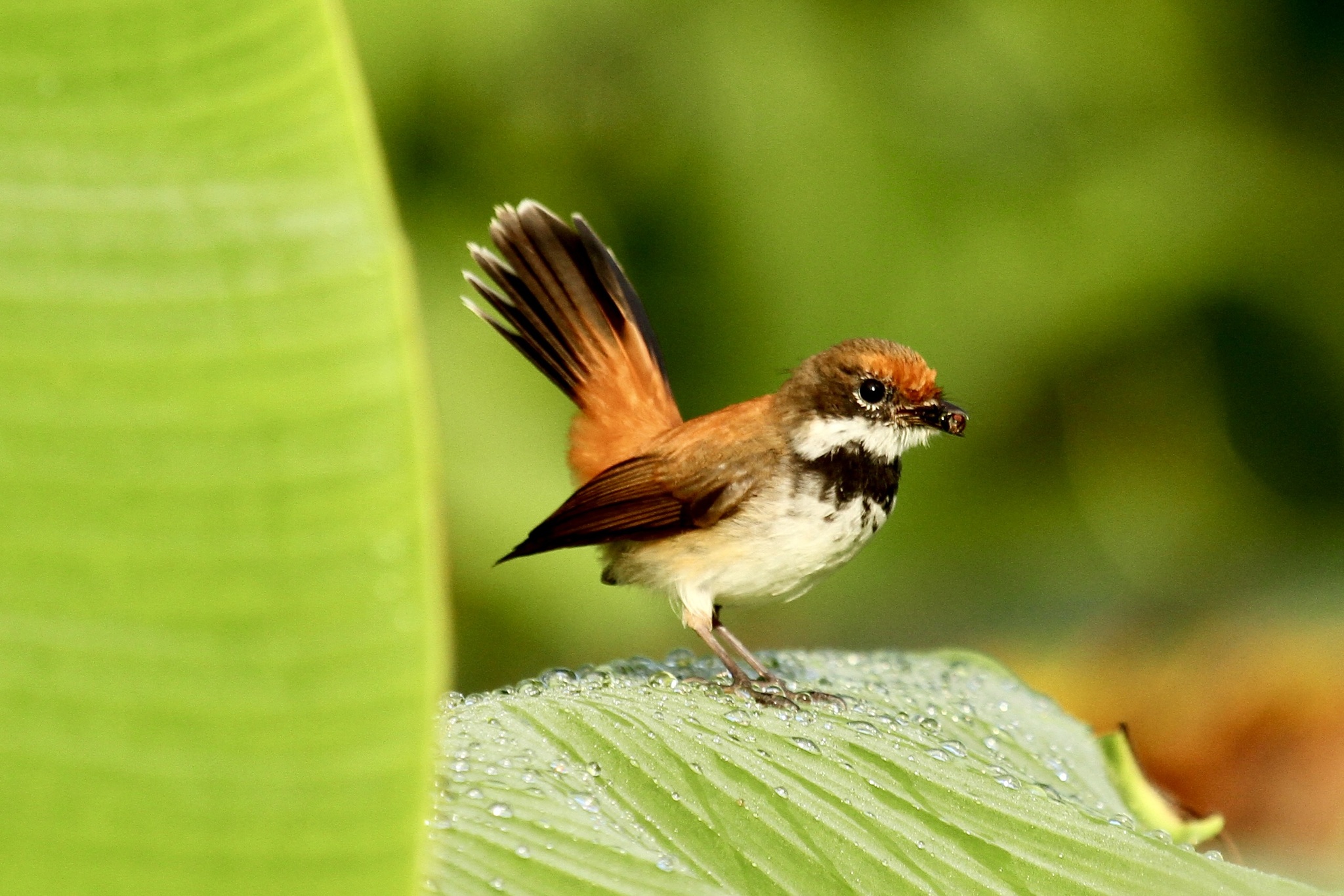 Solomons Rufous Fantail illustration