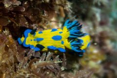 Tambja verconis