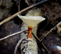 Microporus xanthopus