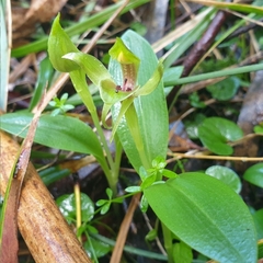 Chiloglottis valida